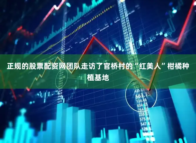 正规的股票配资网团队走访了官桥村的“红美人”柑橘种植基地